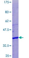 Human APOL4 / Apolipoprotein L 4 (Recombinant GST)