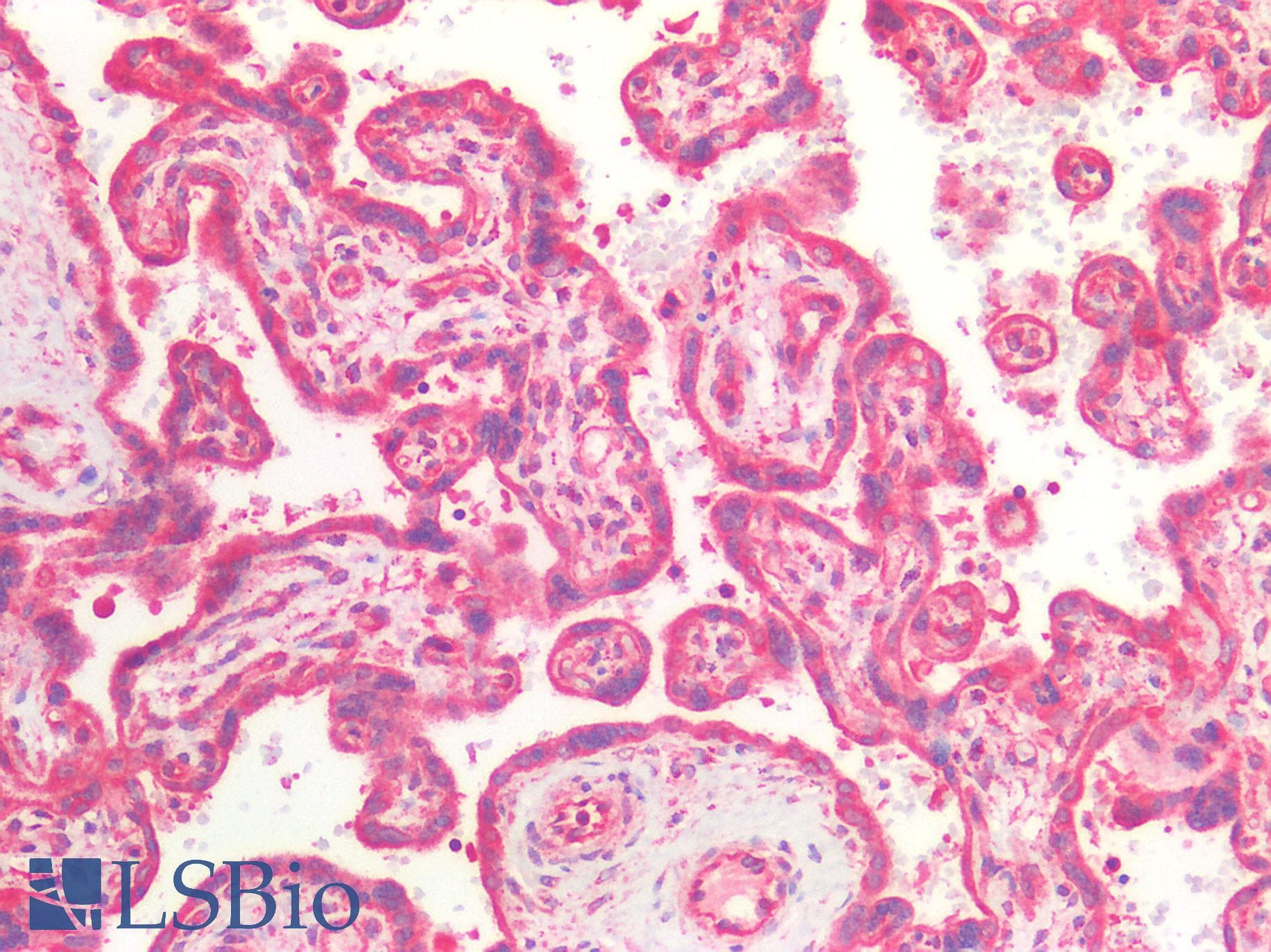 GCN2 Antibody (aa1-300)
