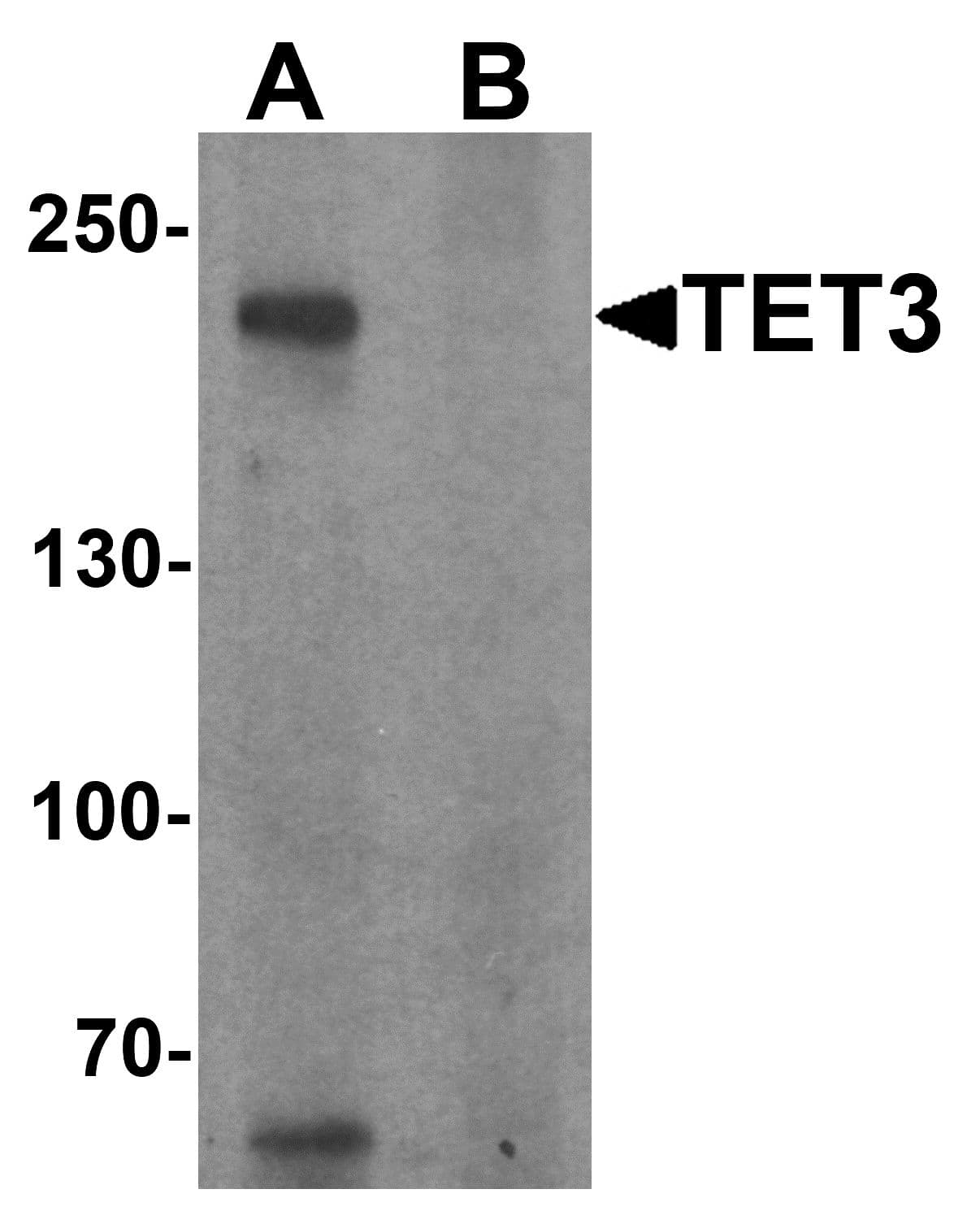 IHC-plus™ TET3 Antibody