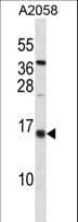 ID3 Antibody (aa86-115)