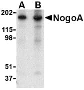 IHC-plus™ RTN4 / Nogo Antibody
