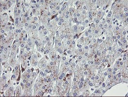 NRIP3 Antibody (clone OTI1A9)