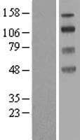 SLC9A8 / NHE8 Protein (Over-Expression Lysate Myc-DDK (Flag))