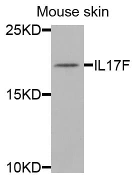 IL17F Antibody