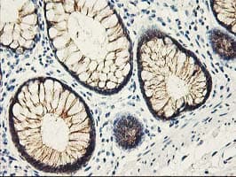 APBB3 Antibody (clone OTI5G3)