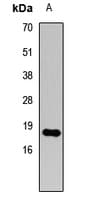 HIST3H3 Antibody