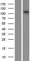 SKIV2L2 Protein (Over-Expression Lysate Myc-DDK (Flag))