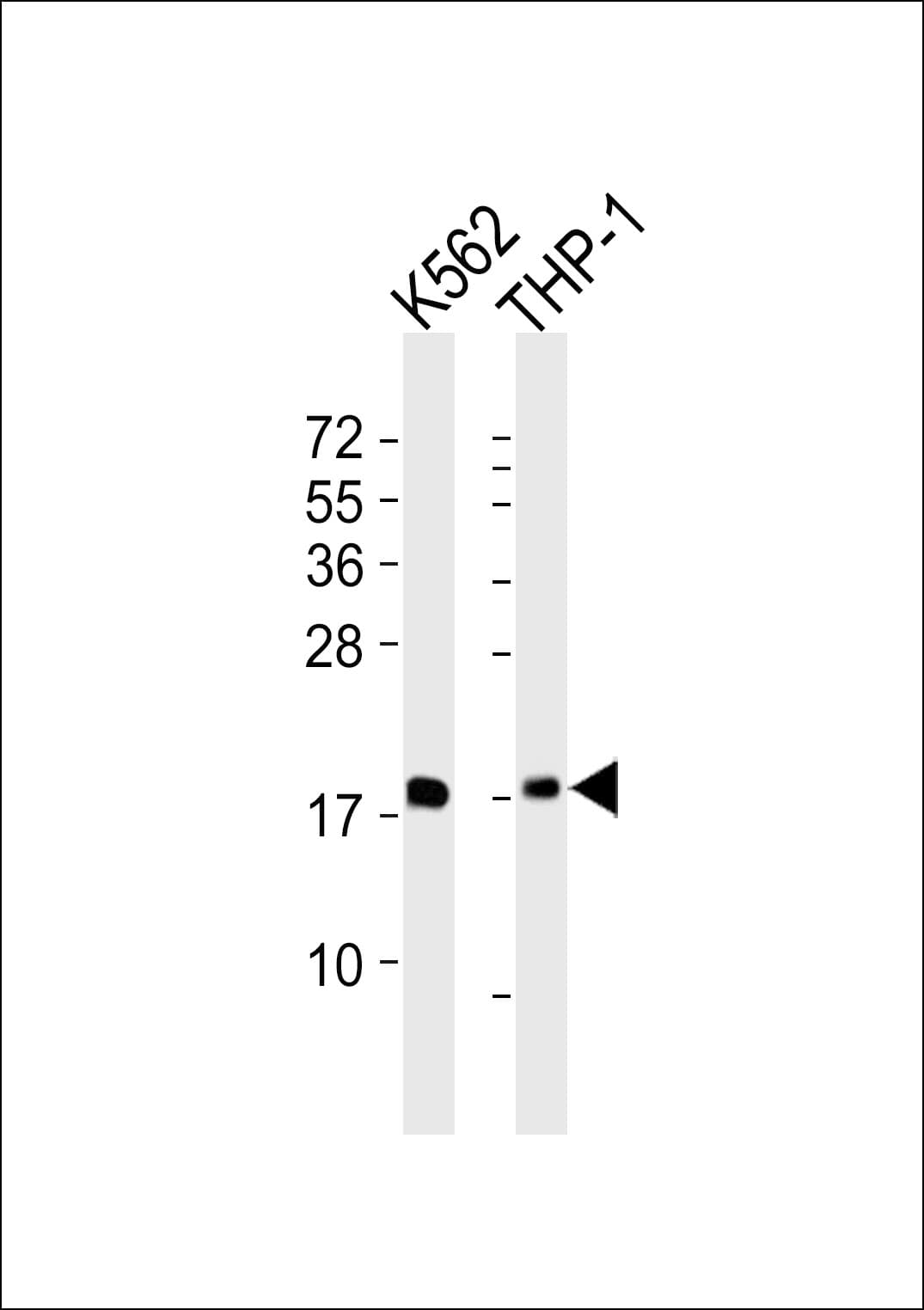 RPL27A Antibody
