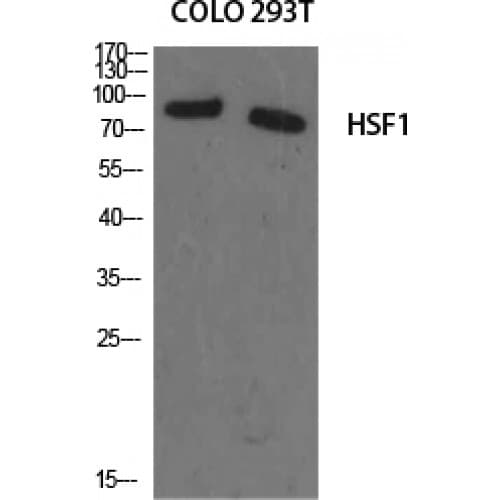 HSF1 Antibody (240-320 aa)