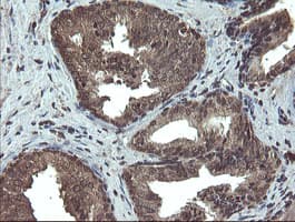 TBCC Antibody (clone OTI2D1)