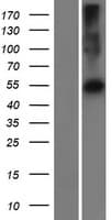 PRAMEF22 Protein (Over-Expression Lysate Myc-DDK (Flag))