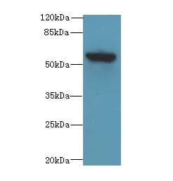 PLEKHA8 Antibody