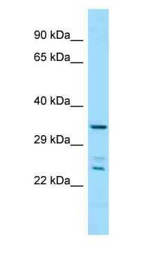 Polyclonal Rabbit anti-Mouse PITPNC1 Antibody (aa101-150, WB)