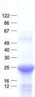 Human U2AF1L4 Protein (Recombinant His, N-Terminal)