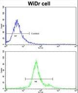 GSTP1 / GST Pi Antibody (aa165-192)