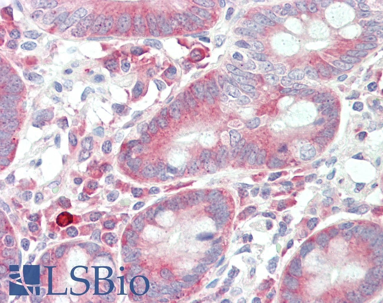 IHC-plus™ CASKIN1 Antibody