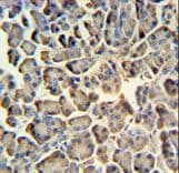 ZACN Antibody (aa331-360)