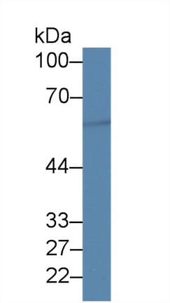 PIGR Antibody (aa250-341)