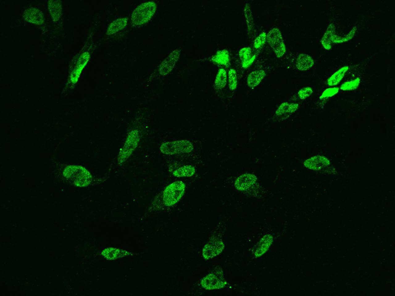 DUSP26 / MKP8 Antibody