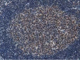 NT5DC1 Antibody (clone OTI2A1)