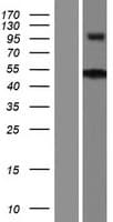 ZNF704 Protein (Over-Expression Lysate Myc-DDK (Flag))