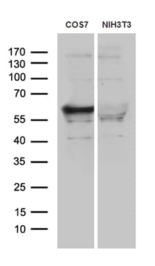 BAF60C / SMARCD3 Antibody (clone OTI4G3)