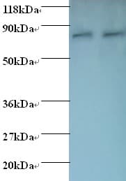 HSPE1 / HSP10 / Chaperonin 10 Antibody (HRP)