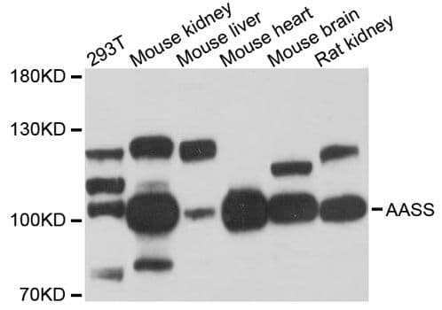 AASS / LKR / SDH Antibody