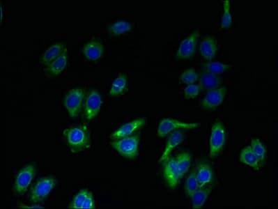 ERGIC1 Antibody (aa48-254)