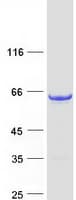 Human CPNE3 Protein (Recombinant Myc-DDK (Flag))