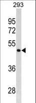 Monoclonal Mouse anti-Human GATA4 Antibody (aa298-328, WB)