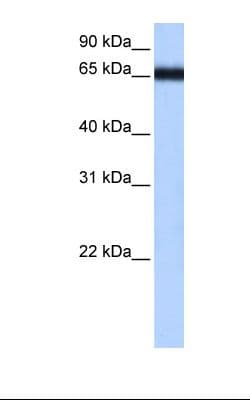 ZNF14 Antibody (aa179-228)