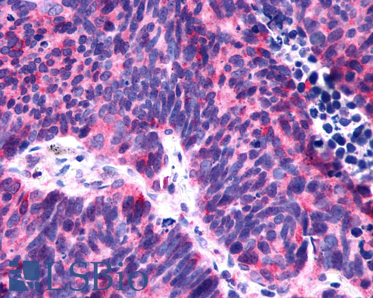 PathPlus™ P2RY6 / P2Y6 Antibody (C-Terminus)