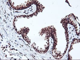 NHEJ1 / XLF Antibody (clone OTI1F3)