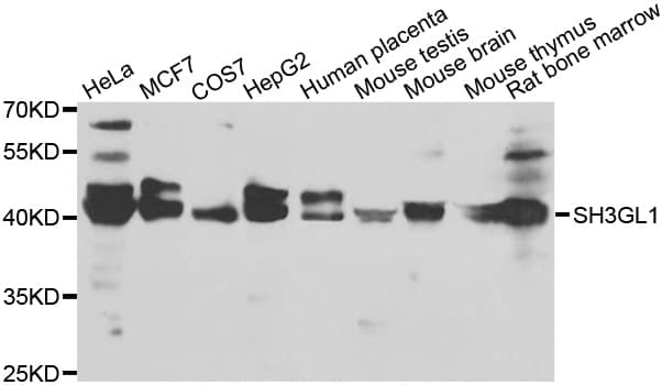 SH3GL1 / EEN Antibody