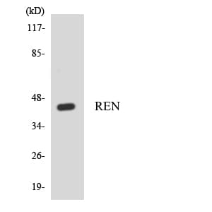 REN / Renin 1 Antibody (aa189-238)