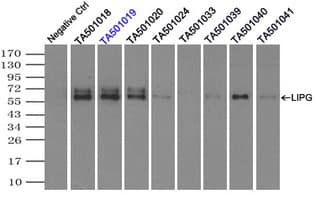 LIPG / Endothelial Lipase Antibody (clone OTI9F2, Carrier-free)