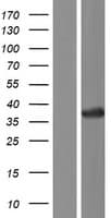 CRY Protein (Over-Expression Lysate Myc-DDK (Flag))