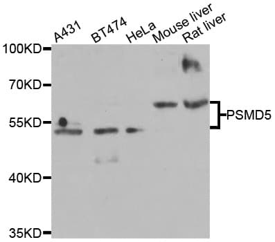 PSMD5 Antibody