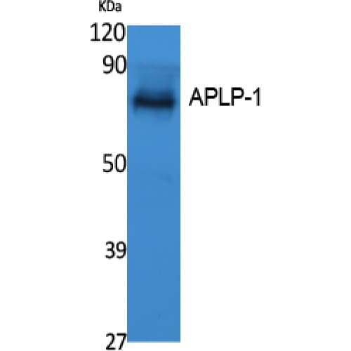APLP1 / APLP-1 Antibody (360-440 aa, Internal)