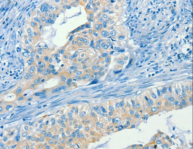 SERPINA9 Antibody