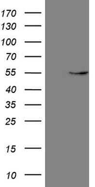 GAS8 Antibody (clone OTI10G2)