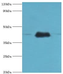 ERGIC2 Antibody (aa55-310)