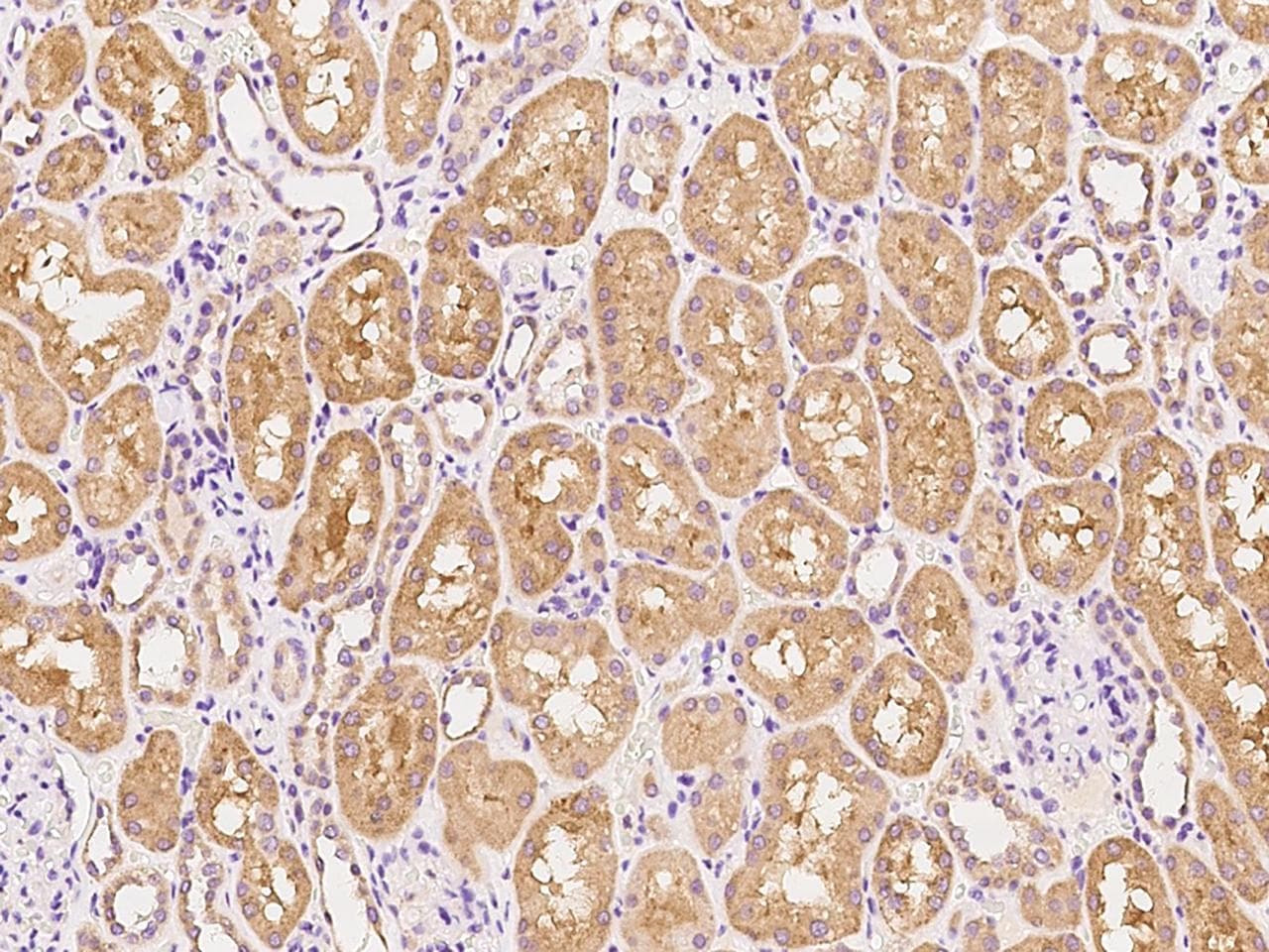 Polyclonal Rabbit anti-Human RXFP3 Antibody (IHC)