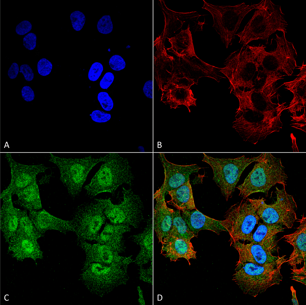 ULK2 Antibody (RPE)