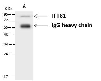 IFT81 Antibody