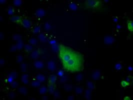 PTPRE / PTP Epsilon Antibody (clone OTI5E8)