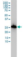 AIF1 / IBA1 Antibody (clone 2A2-B6)