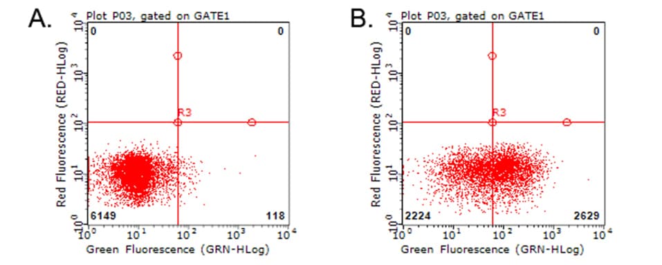 HAVCR2 / TIM-3 Antibody (clone OTI4B2)