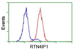 RTN4IP1 / NIMP Antibody (clone OTI3B2)